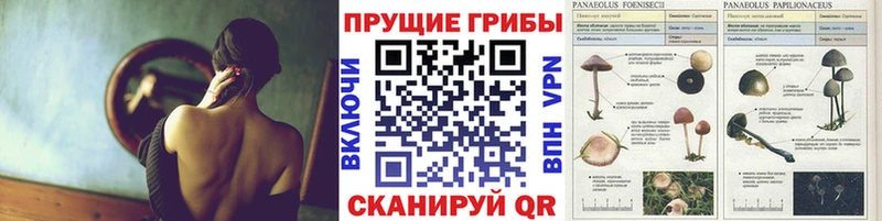 Псилоцибиновые грибы Psilocybine cubensis  Константиновск 
